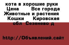 кота в хорошие руки › Цена ­ 0 - Все города Животные и растения » Кошки   . Кировская обл.,Сезенево д.